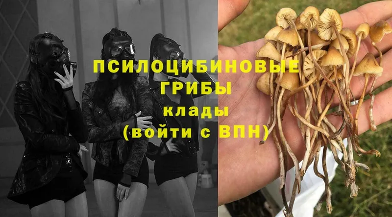 Псилоцибиновые грибы MAGIC MUSHROOMS  hydra как войти  Дальнереченск 